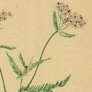 Antique illustration from 1948 of meadow flowers by H.Strache - Yarrow
