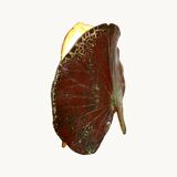 A ceramic lamp in the shape of a leaf.