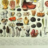 Botanical engraving 1928 A. Millot - Mushrooms 2, picking, mycology