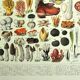 Botanical engraving 1928 A. Millot - Mushrooms 2, picking, mycology