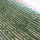 Contemporary White and Green Rug - 293 x 251 cm