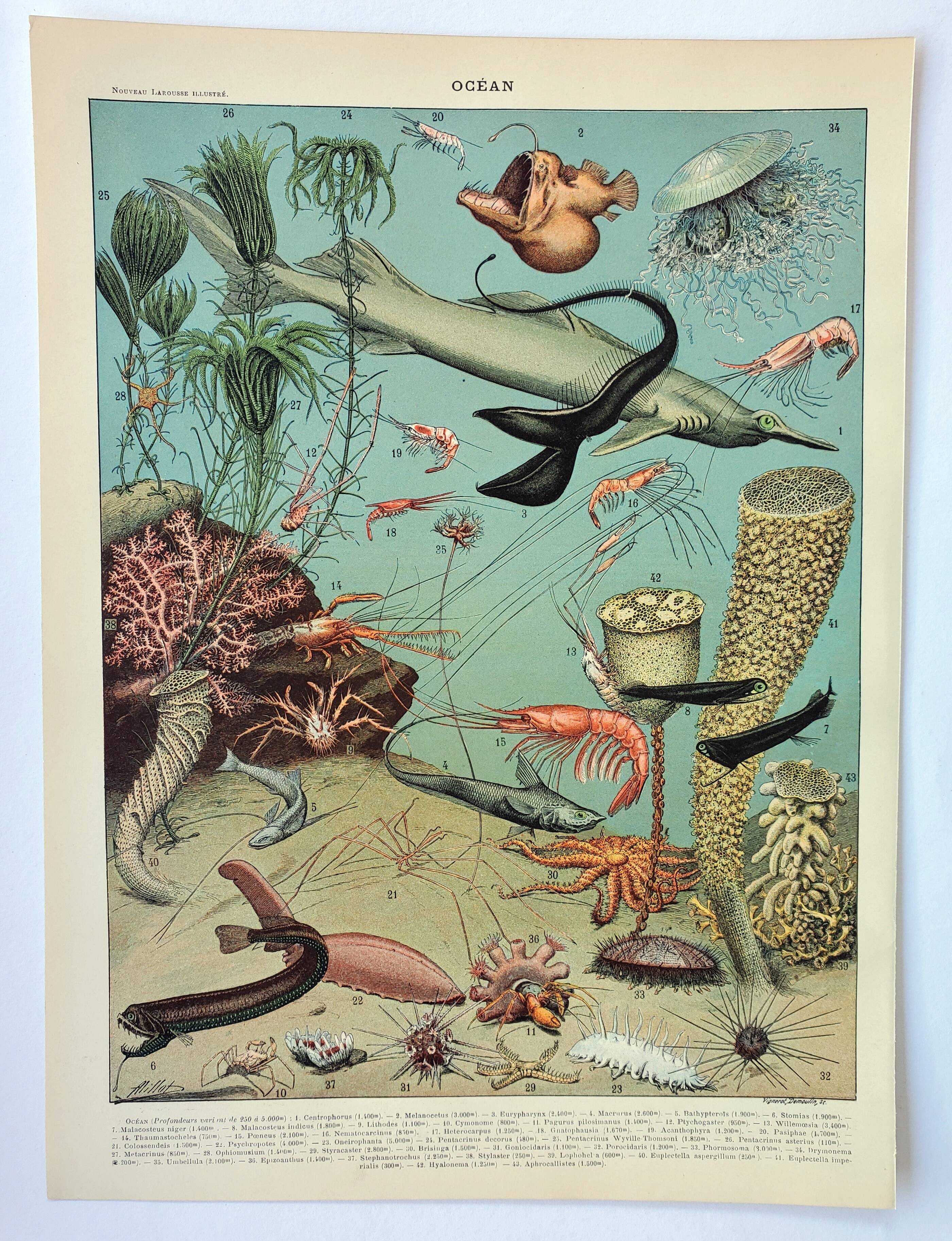Old engraving 1898, Ocean (deep and abyss), fauna • Lithograph, Original plate