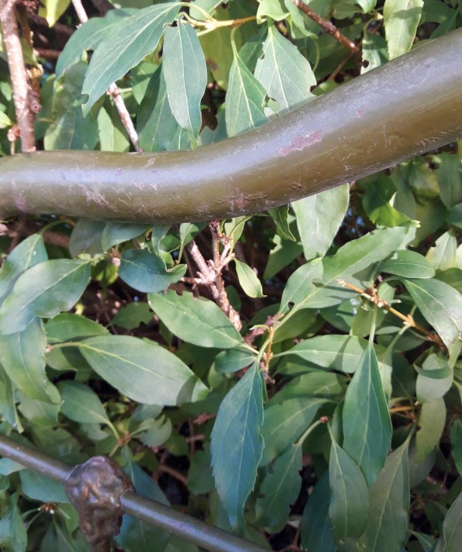 Napoleon III iron headboard L127xH144