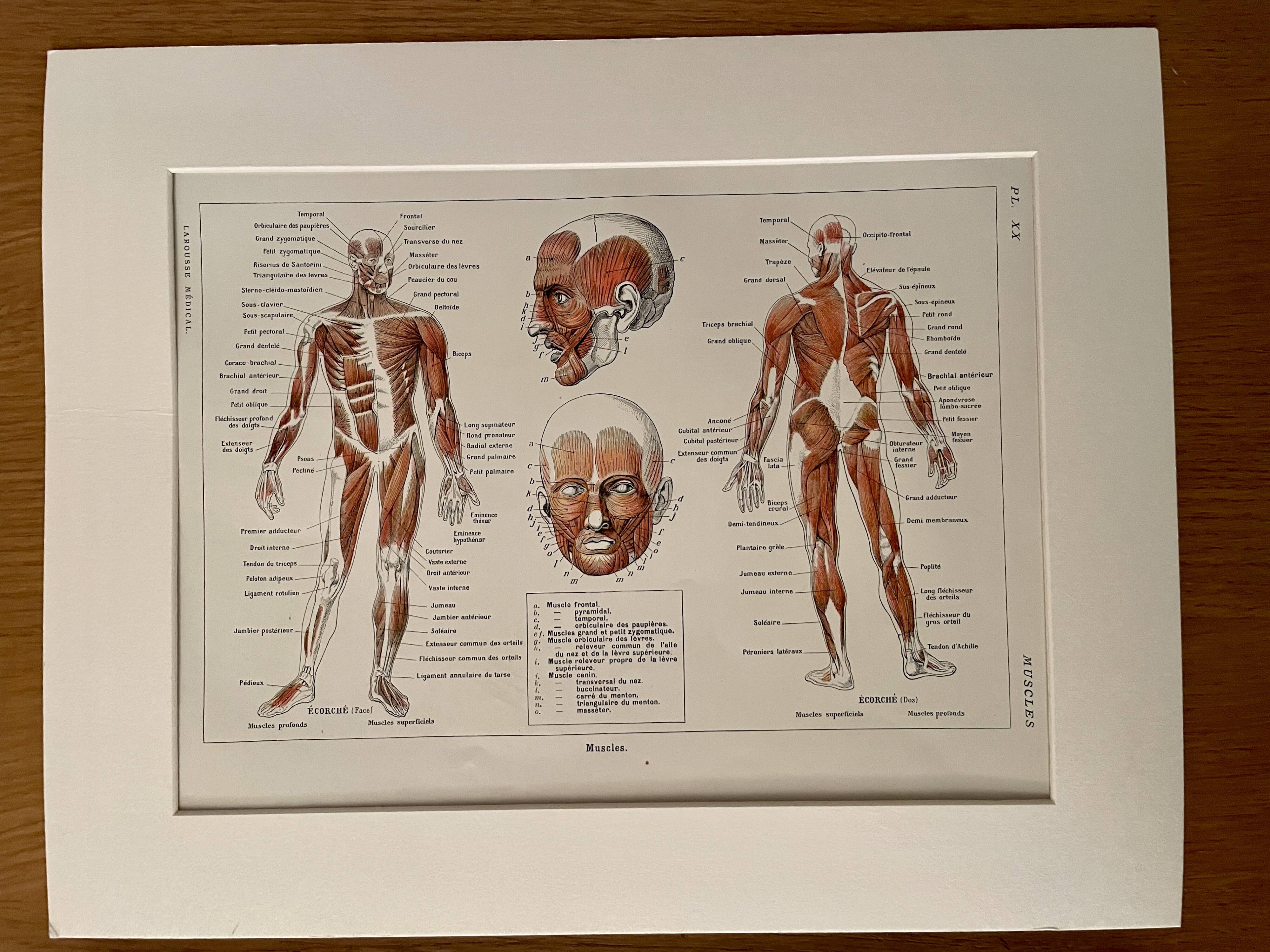 Illustrated plate on muscles (human body) -1950