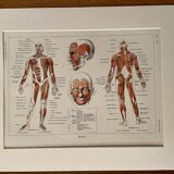 Illustrated plate on muscles (human body) -1950