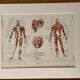 Planche illustrée sur les muscles (corps humain) -1950