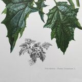 Botanical poster 'Flower' Old illustration from the 60s