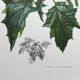 Affiche botanique 'Fleur' Illustration ancienne années 60