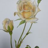 Planche botanique de rose - vintage original de 1968 -  joanna hill🌹