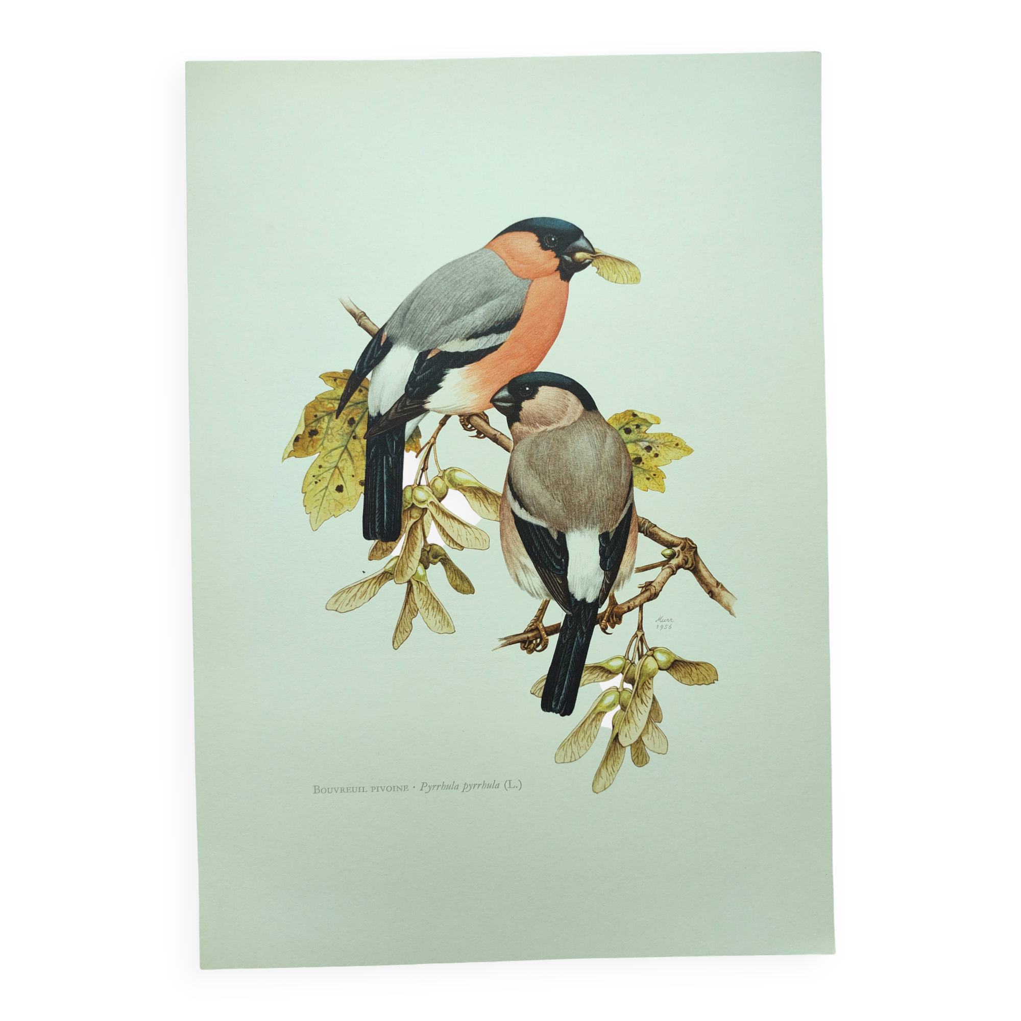 Old bird plate from the 1960s - Bullfinch - Nature and ornithology illustration