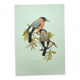 Old bird plate from the 1960s - Bullfinch - Nature and ornithology illustration