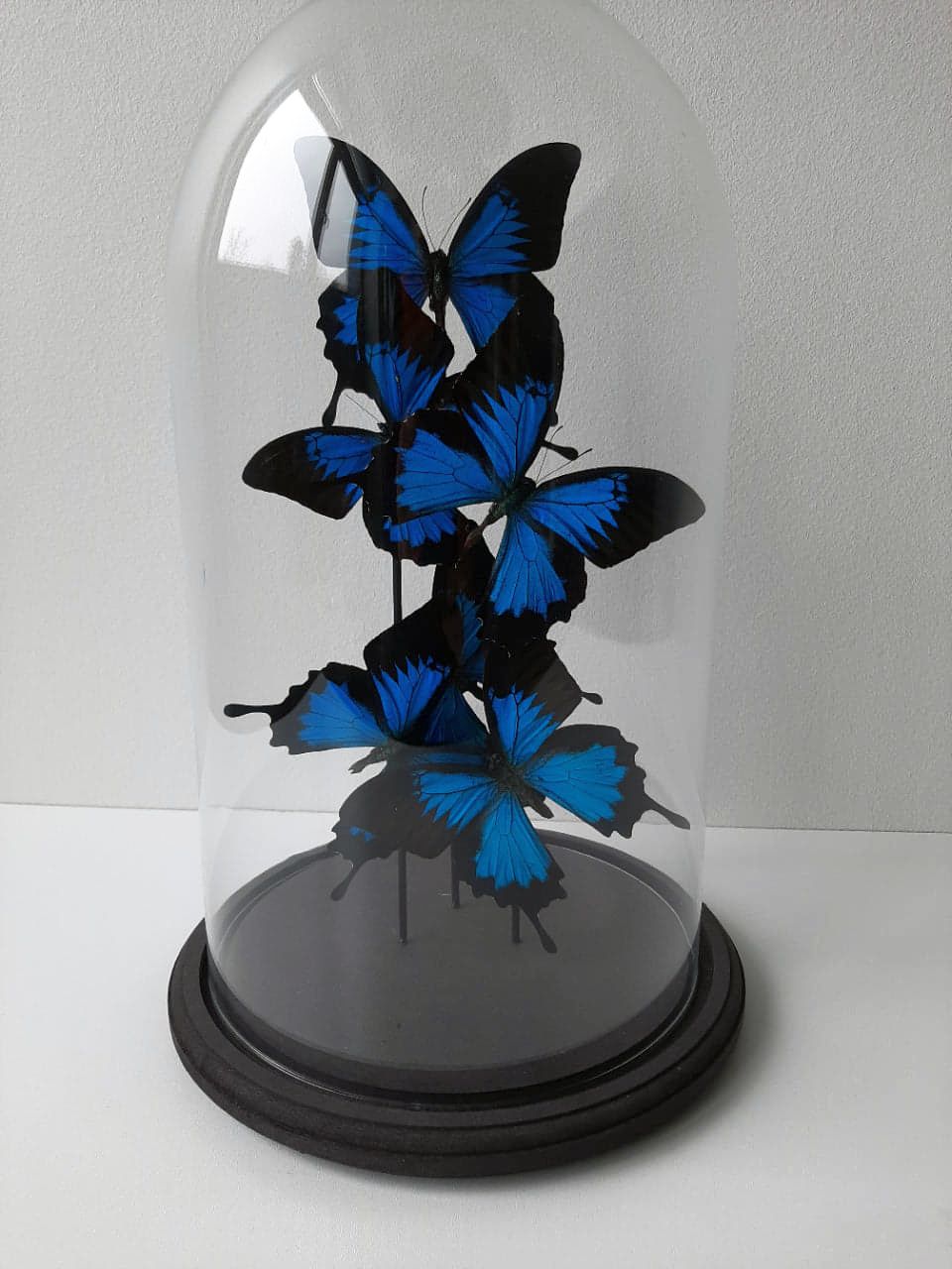 Flight of butterflies under globe