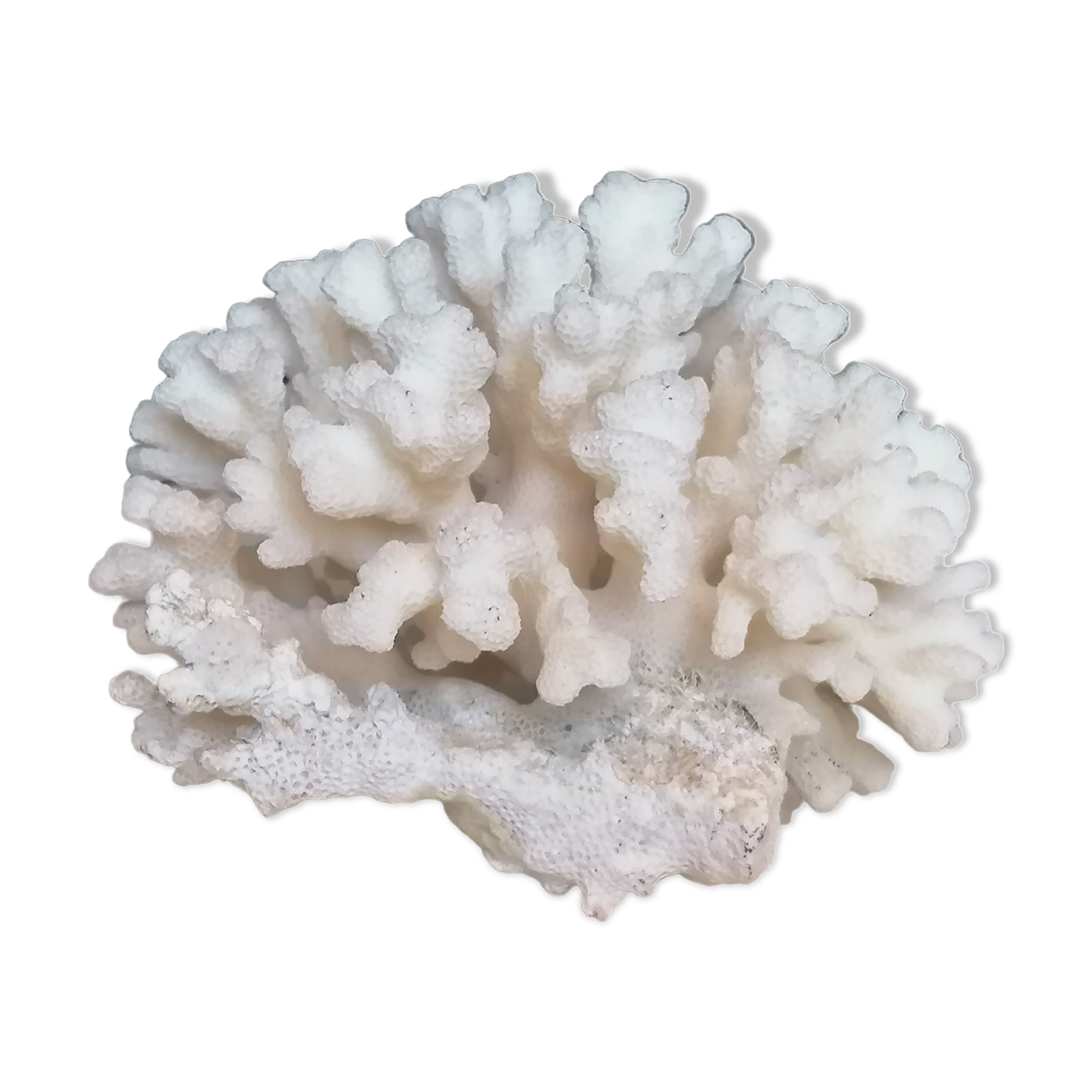 Corail blanc authentique