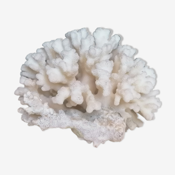 Authentic white coral