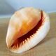 Coquillage