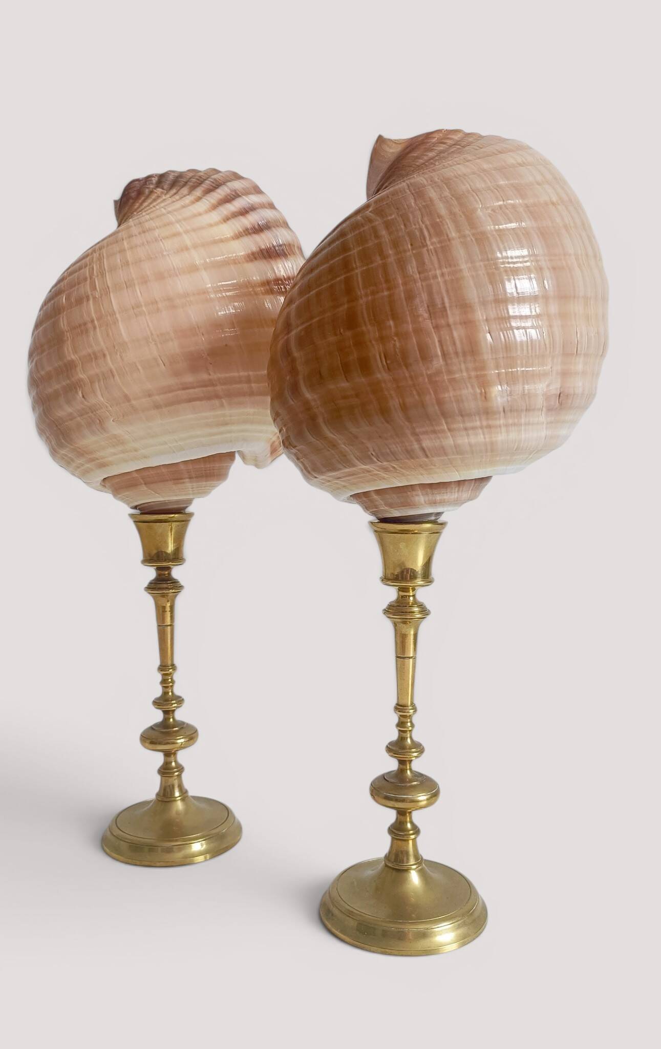 Pair of natural shells on a mid-century Swedish Skultuna brass candelabrum.