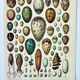 Antique engraving 1898, Eggs, birds, animals, zoology • Lithograph, original illustration