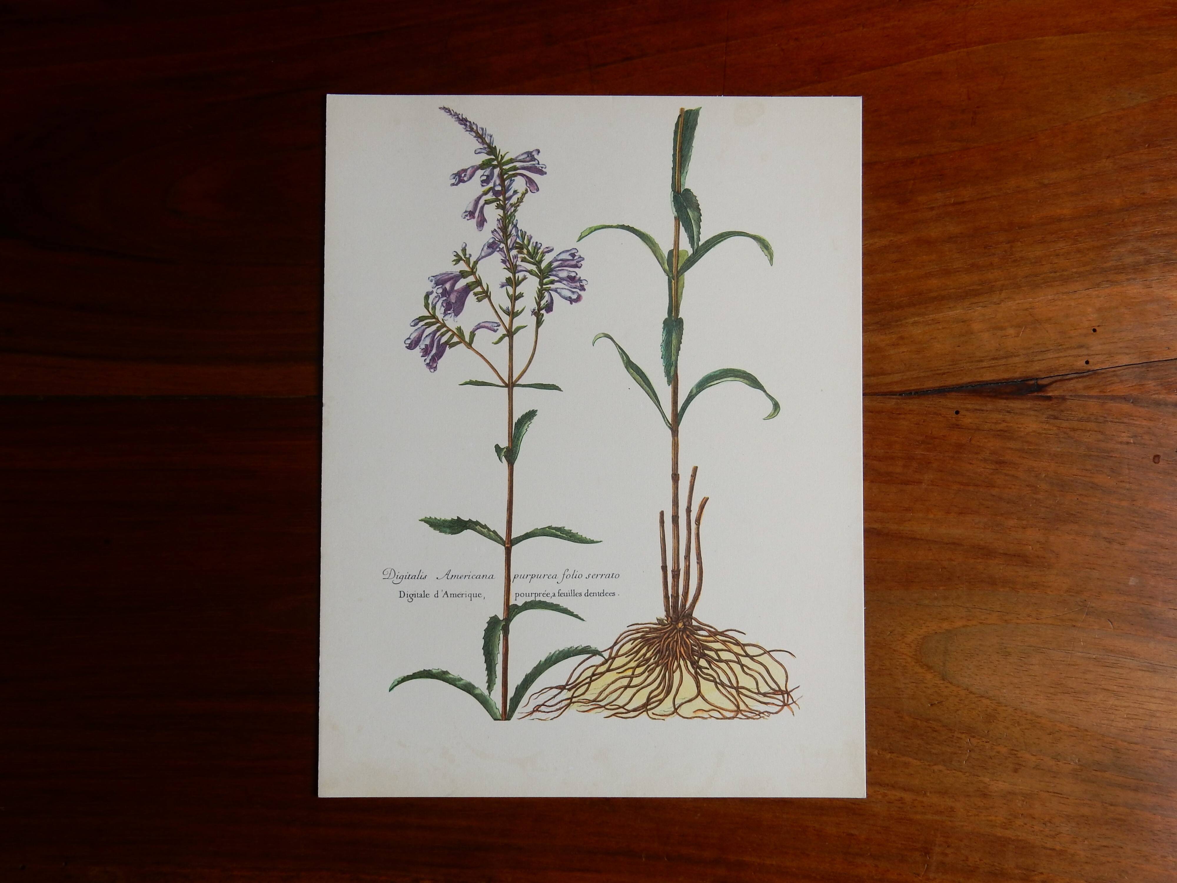 planche botanique Digitale d'Amérique vintage années 60