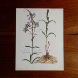 planche botanique Digitale d'Amérique vintage années 60