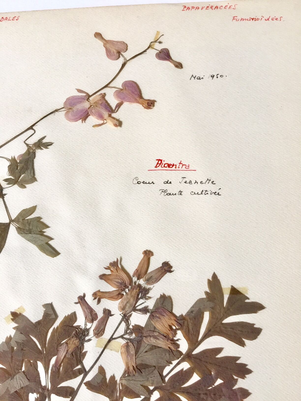 Lot of 4 boards herbarium 1950