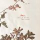 Lot of 4 boards herbarium 1950