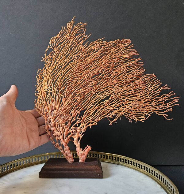 Gorgone Rouge Socle en bois. H : 32 cm   Objet de Décoration & Curiosité