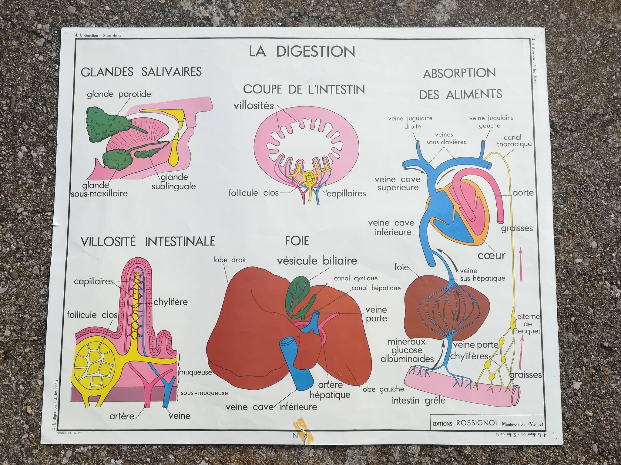 Vintage school poster N°3 Teeth N°4 Digestion Rossignol
