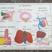 Vintage school poster N°3 Teeth N°4 Digestion Rossignol