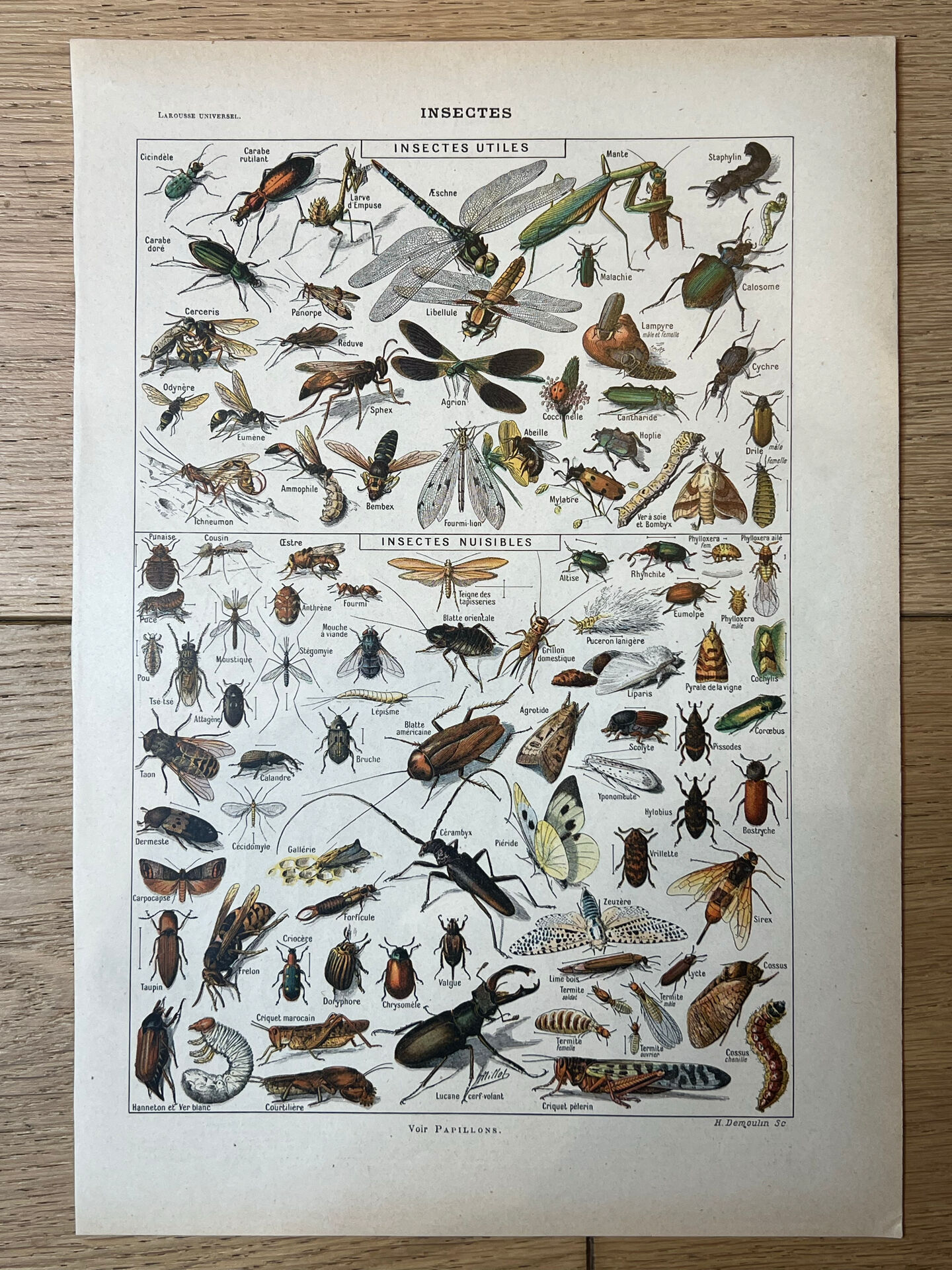 Set of 2, Zoological Plate Arthropods and Insects 1922