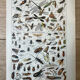 Set of 2, Zoological Plate Arthropods and Insects 1922