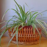 Rattan and bamboo planter, 1960.