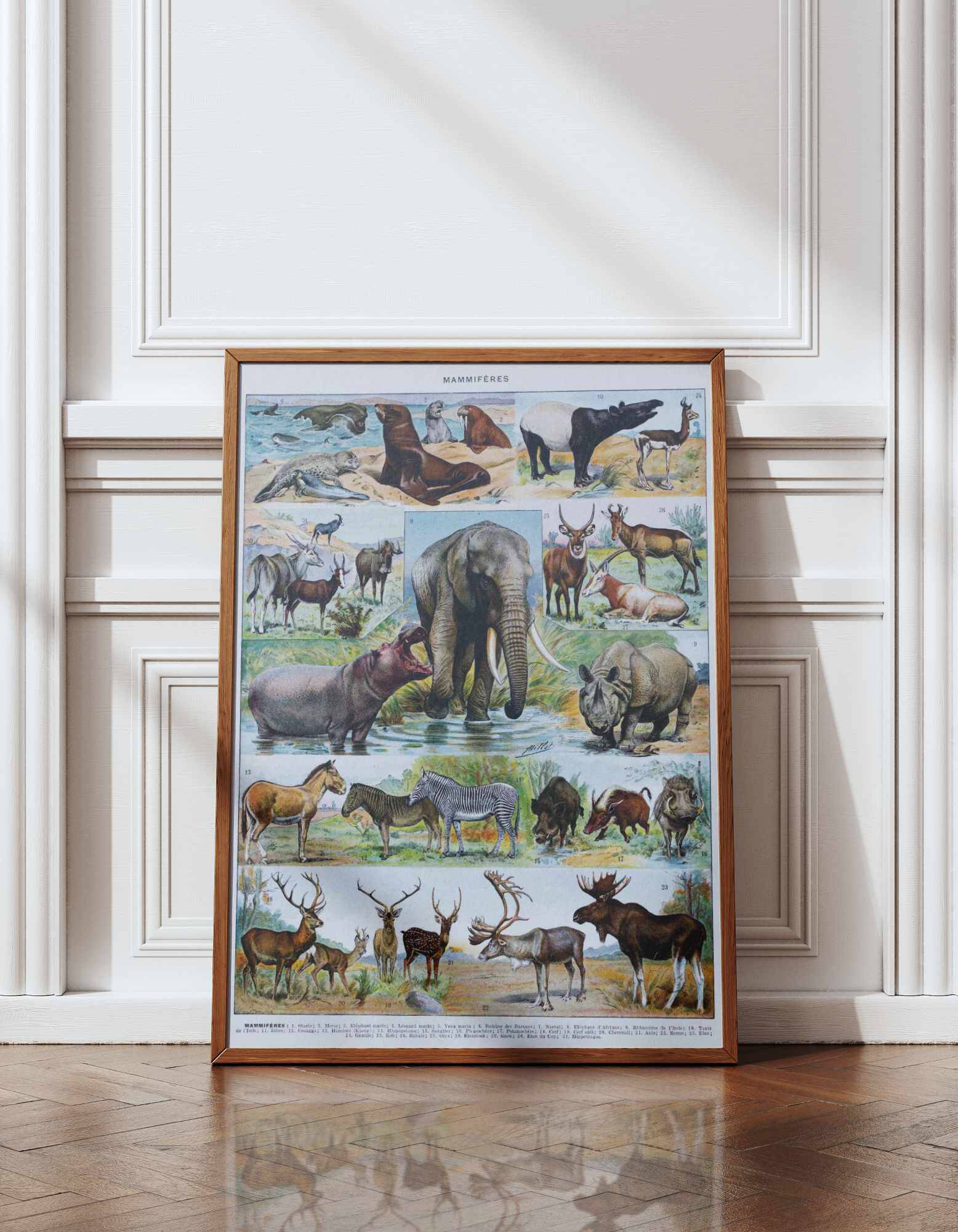 Original plate from 1930: exotic and wild mammals, biodiversity