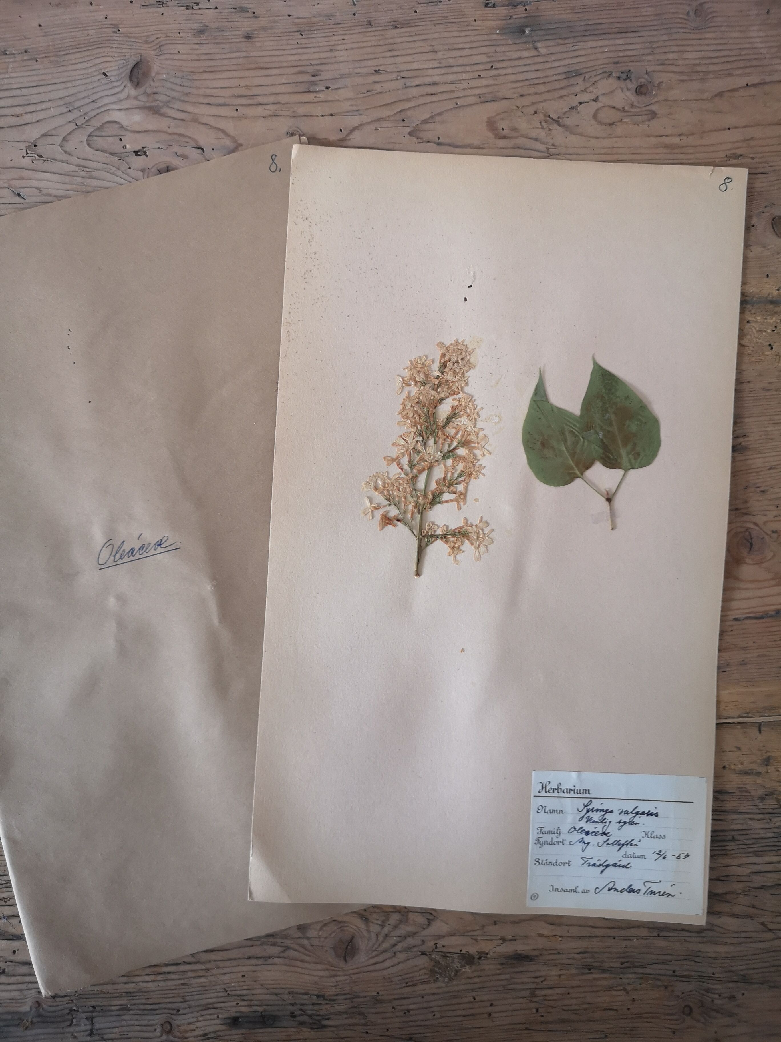 Herbarium - ancient Swedish herbarium board