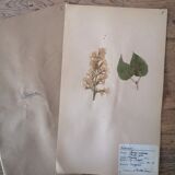 Herbarium - ancient Swedish herbarium board