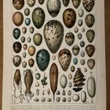 Lithograph on eggs - 1900