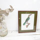 Engraving parrot the acari koulik female jacques barraband