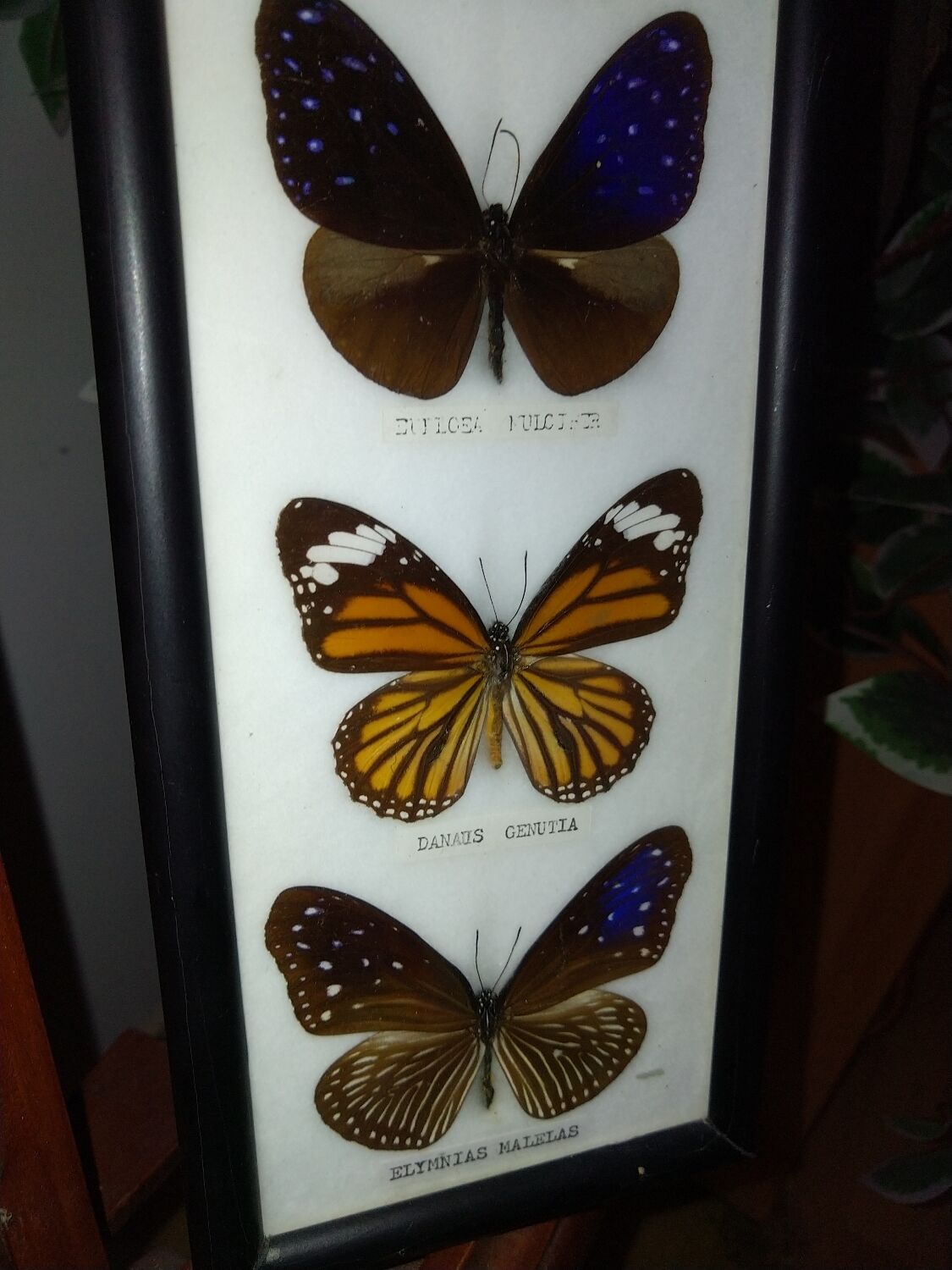 Multiple stuffed butterflies