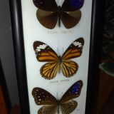 Multiple stuffed butterflies