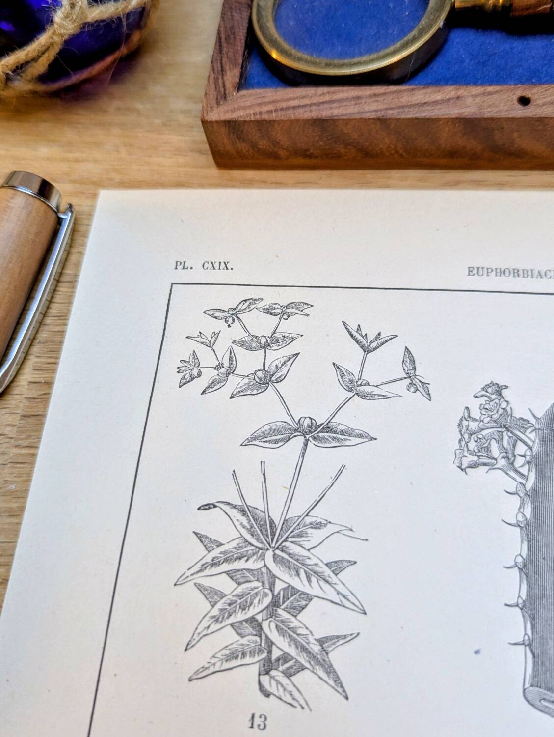 Printed in 1889, the Euphorbiaceae. Antique botanical plate.