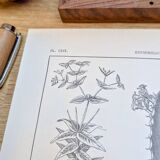 Printed in 1889, the Euphorbiaceae. Antique botanical plate.