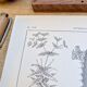 Printed in 1889, the Euphorbiaceae. Antique botanical plate.