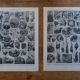 Original lithographs on birds