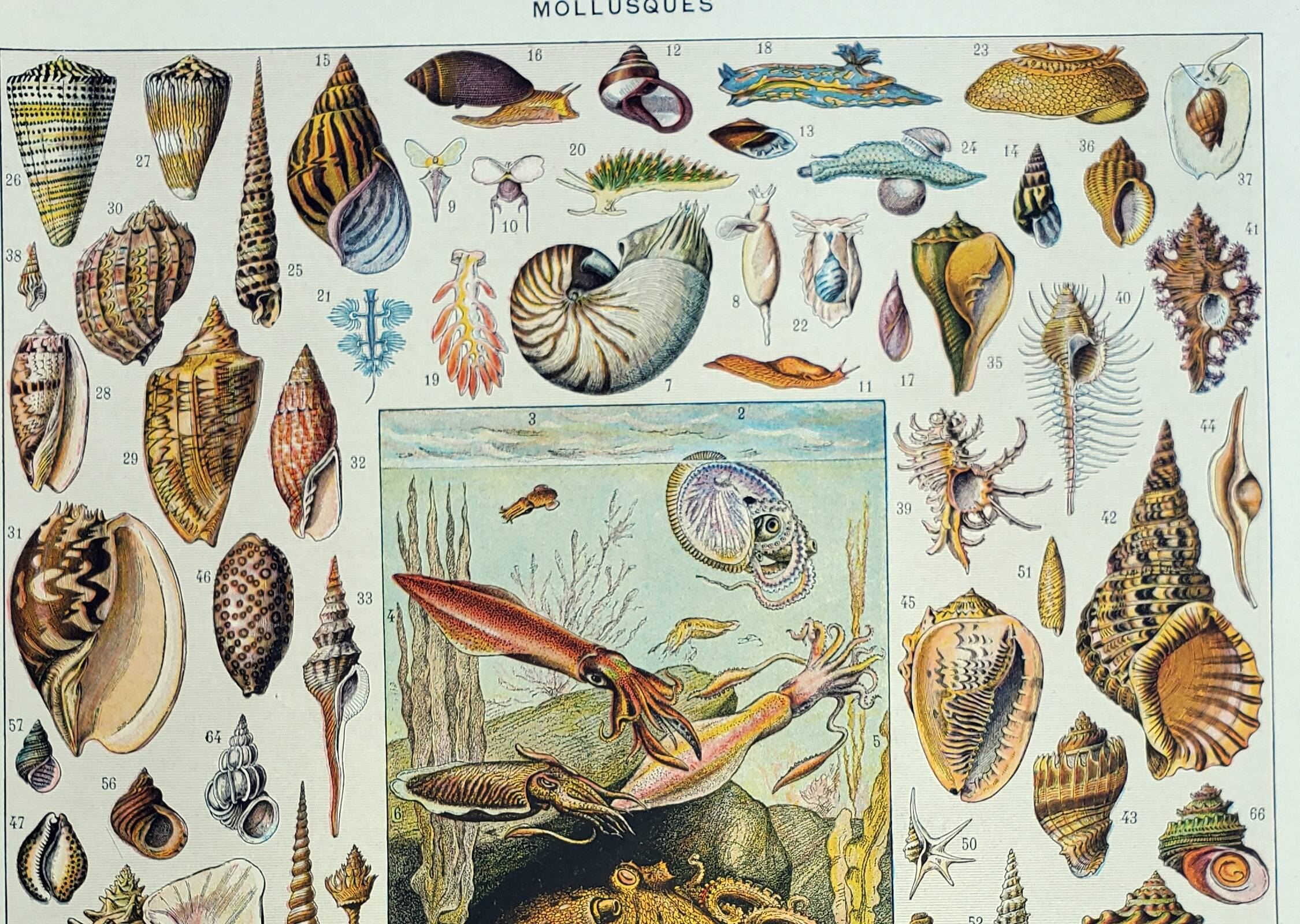 Gravure ancienne 1928, Mollusque, coquillage, escargot, animaux • Lithographie, illustration origina