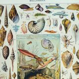 Old engraving 1928, Mollusk, shell, snail, animals • Lithograph, original illustration