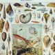 Gravure ancienne 1928, Mollusque, coquillage, escargot, animaux • Lithographie, illustration origina