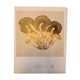 Illustration poster Pierre Joseph Redouté