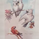 Lithograph birds signed 1996 in beautiful frame in magnifying glass 82xx50