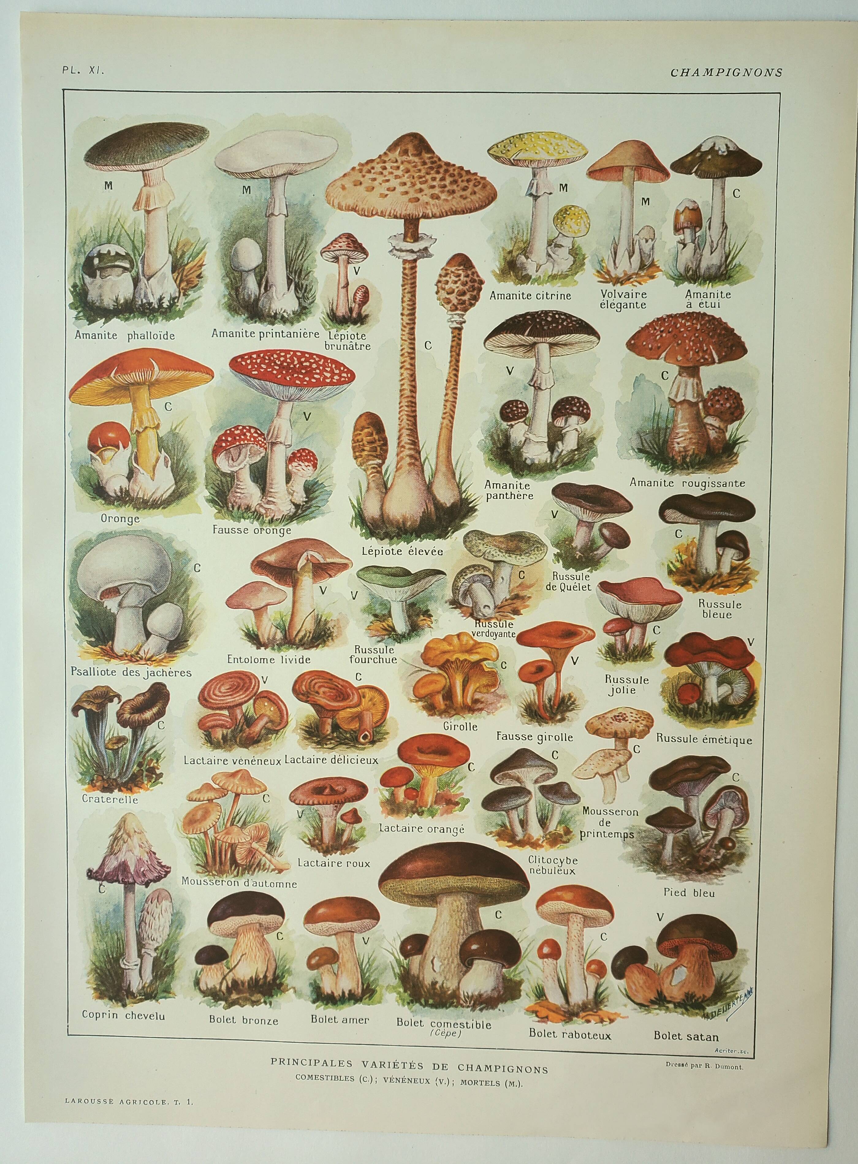 Old lithograph 1922, Mushrooms, picking, mycology, forest • Engraving, original illustration