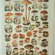 Old lithograph 1922, Mushrooms, picking, mycology, forest • Engraving, original illustration