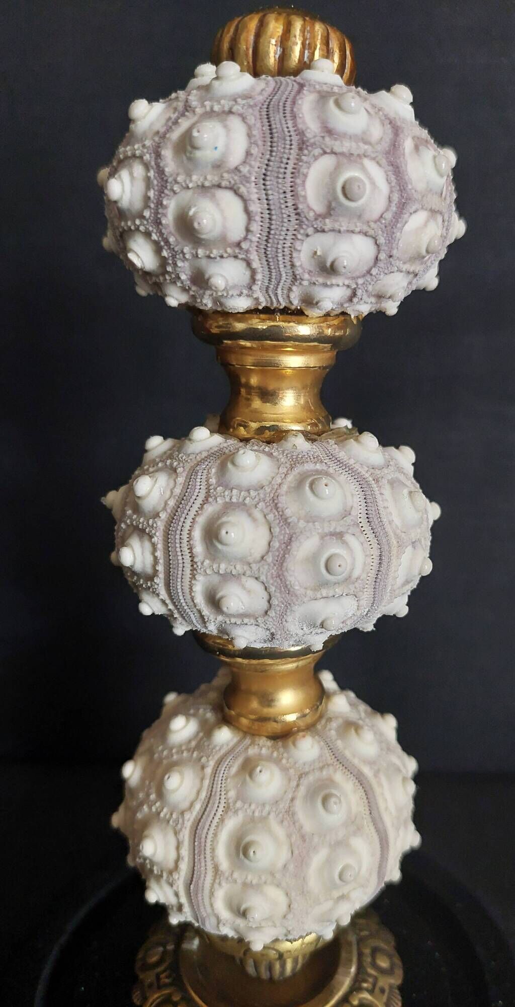 Cabinet de Curiosités globe avec oursins phyllacanthus imperialis